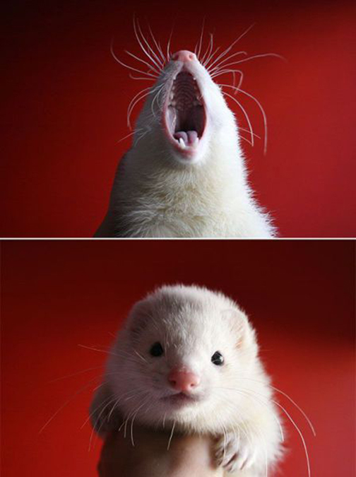 My Latest Obsession: Cute Animal Photos - Jasmine Star